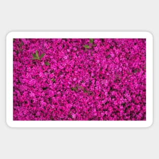 Beautiful Blooming Lavender Magenta Color Flowers Pattern Sticker